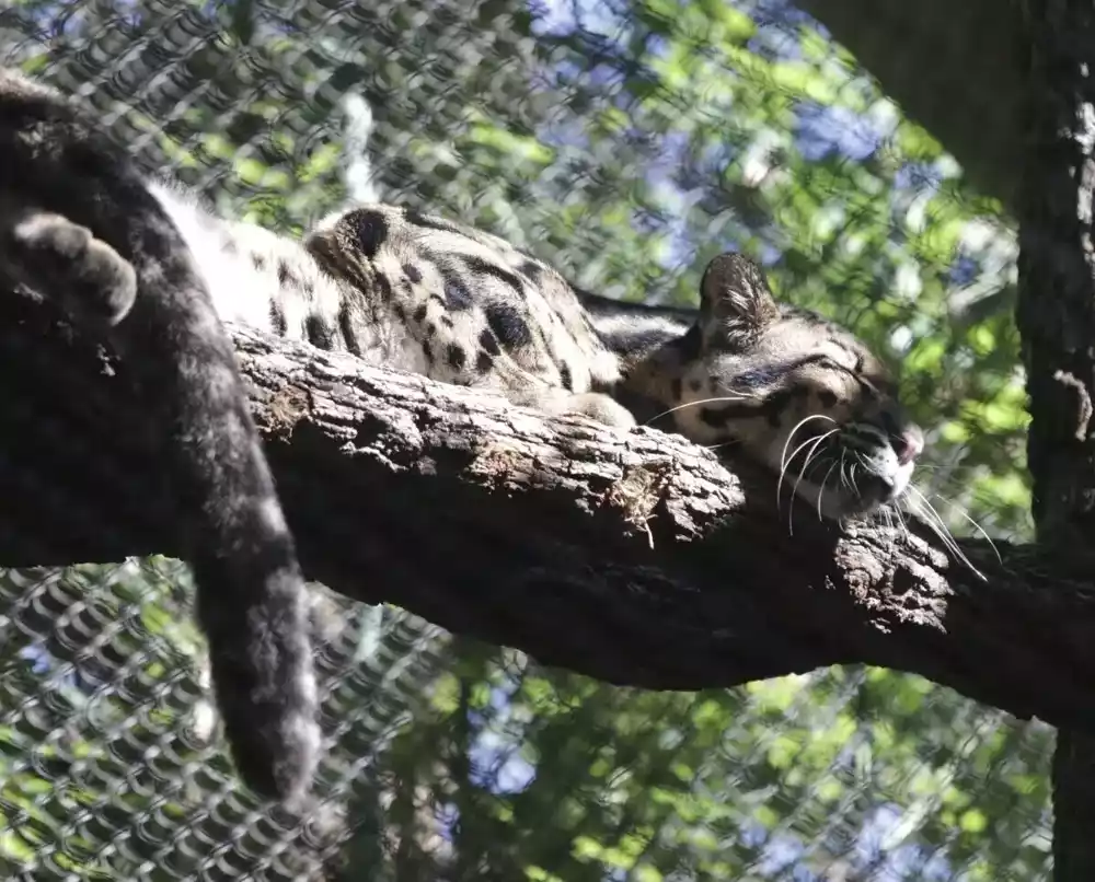 Nestao leopard u zoološkom vrtu u Dalasu