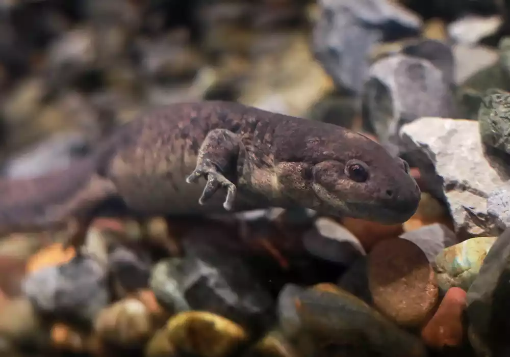 Proučavanje savremenih daždevnjaka daje naznake o ponašanju u ishrani ranih kopnenih kičmenjaka