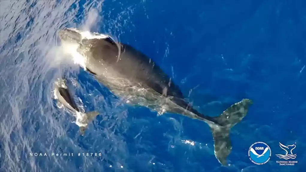 Novi virus otkriven kod kitova i delfina širom Pacifika