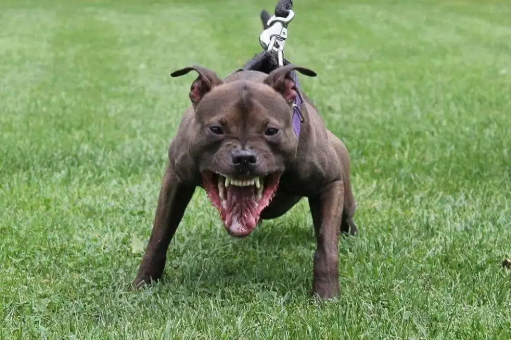 Zakoni o opasnim psima dobri, ali nema ko da ih sprovodi