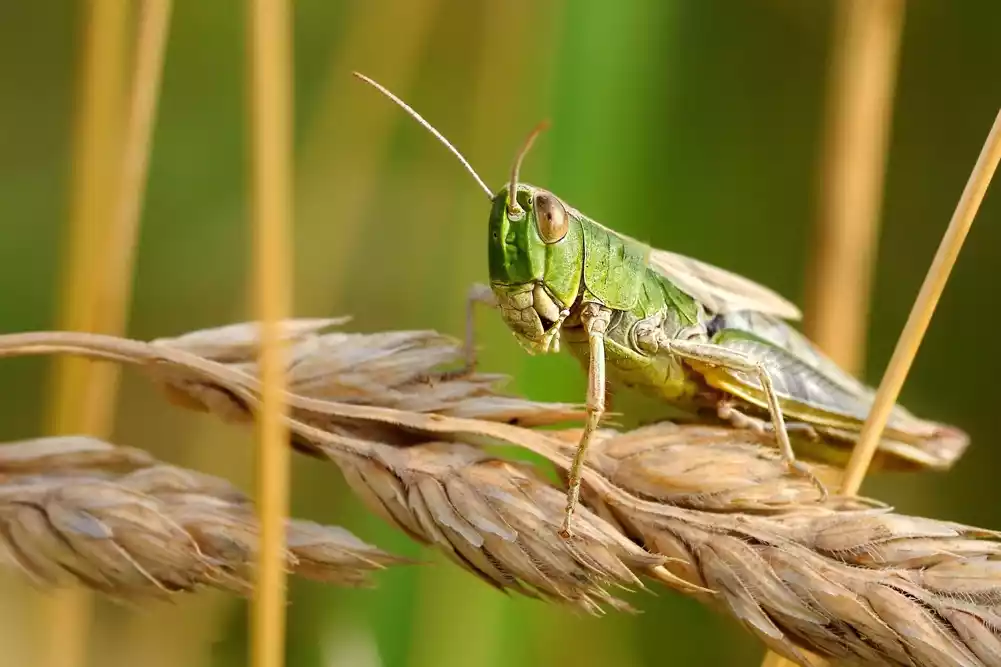 Sprečavanje sudara vozila učenjem od insekata