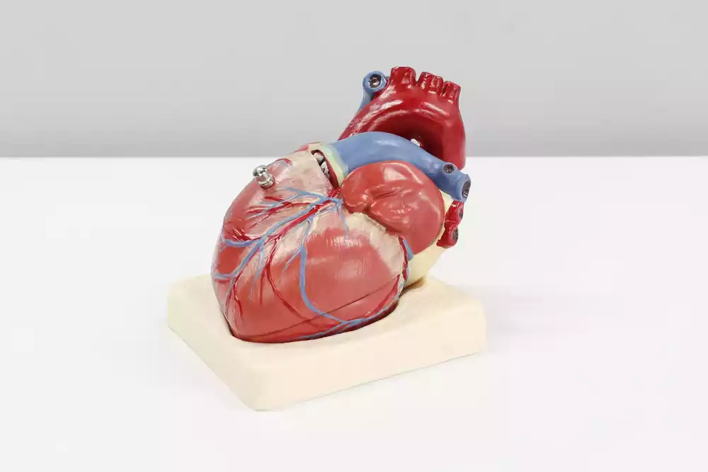 Naučnici otkrivaju nove mehanizme i terapijske mogućnosti za srčanu insuficijenciju