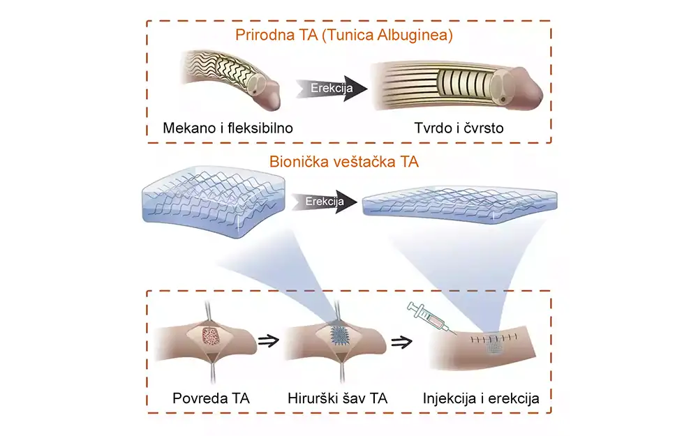 Veštačko tkivo vraća erektilnu funkciju kod svinja