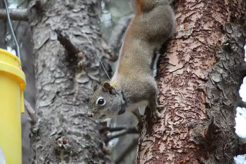 Veverice koje se kockaju dobijaju kada je u pitanju evoluciona kondicija