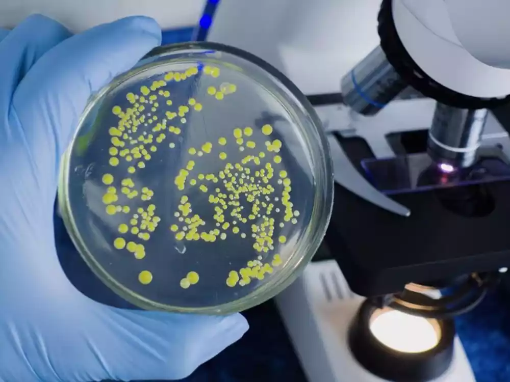 Novi uvid u imuni sistem bakterija