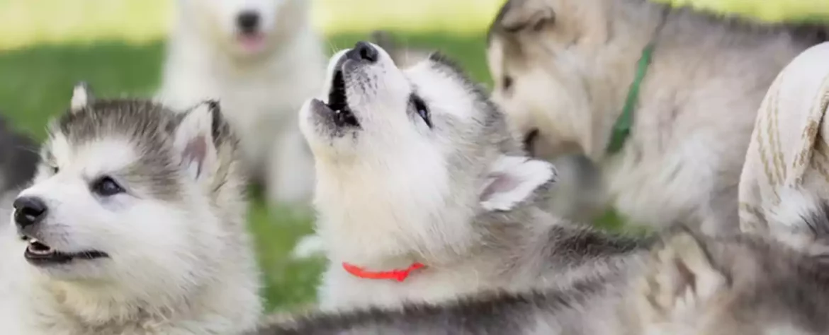 Kako psi reaguju na pozive divljih vukova