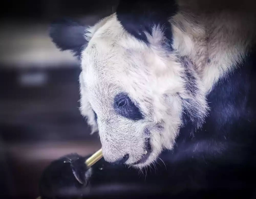 Džinovska panda Le Le preminula posle 20 godina u zoološkom vrtu u Memfisu