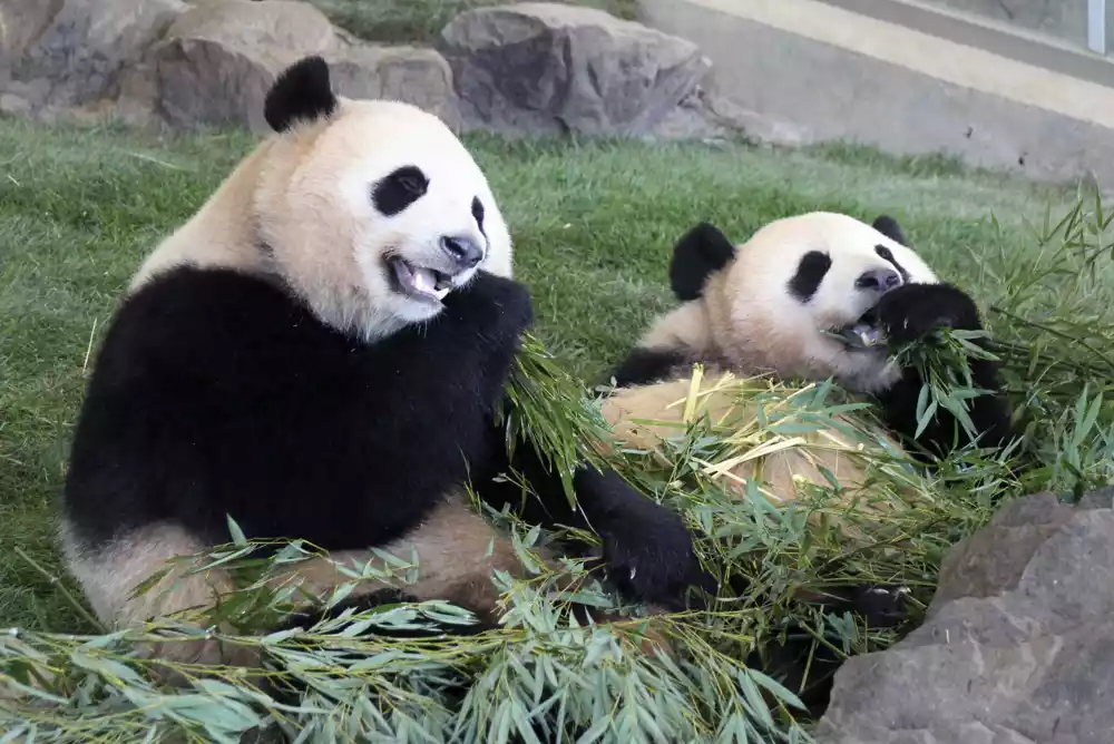 Japan se u suzama oprašta od panda poslatih u u Kinu