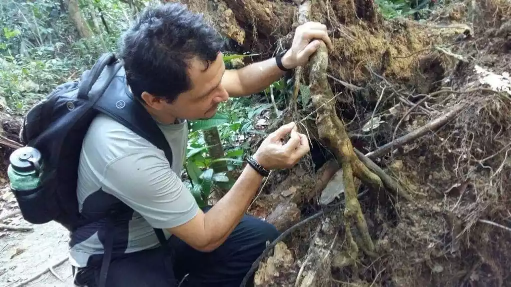 Klimatska kriza mogla bi da otvori put za globalnu najezdu termita