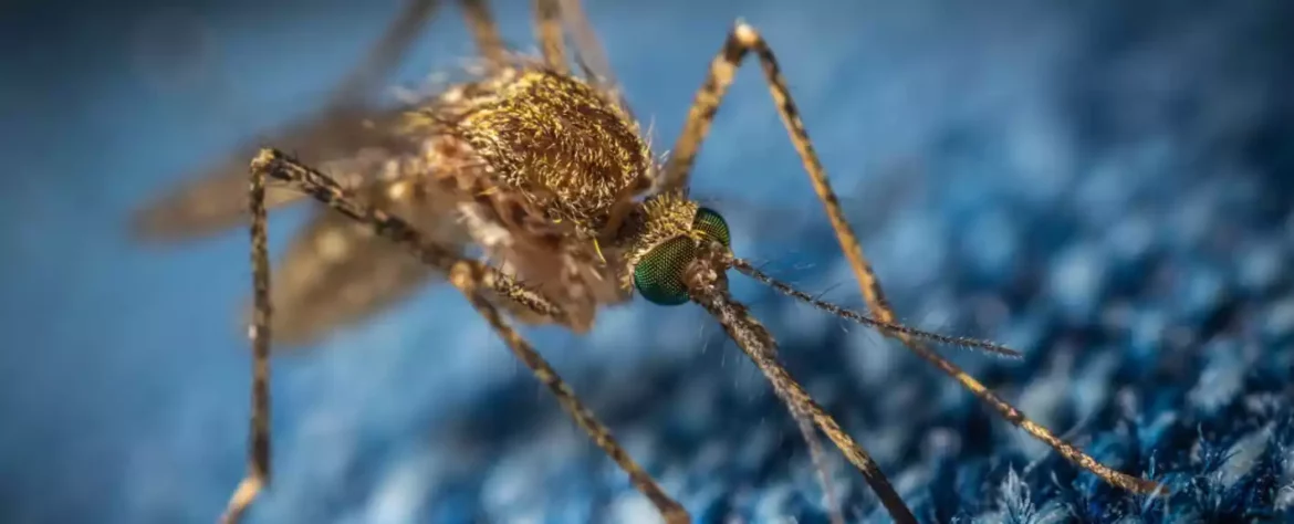 Komarci koji prenose malariju proširuju teritoriju skoro 5 kilometara godišnje