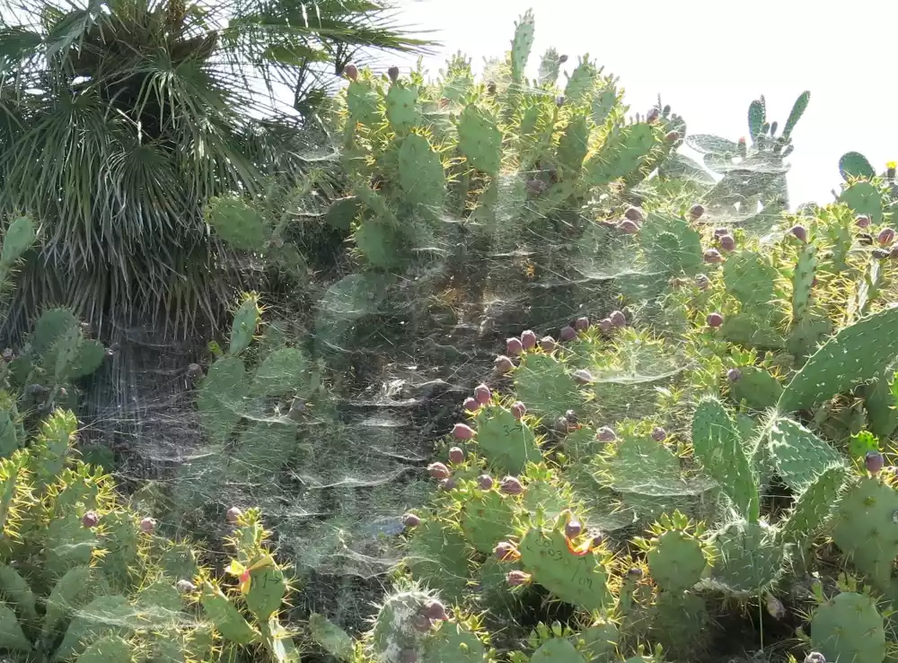 Korišćenje pauka kao ekološki prihvatljive kontrole štetočina