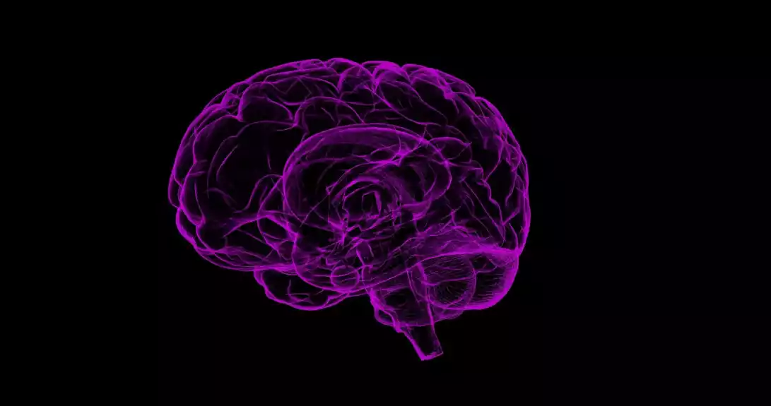 Studija otkriva više o sistemima nagrađivanja mozga
