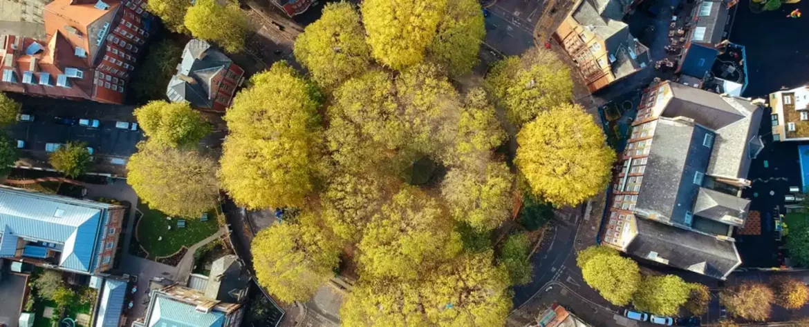 Sadnja više drveća u gradovima spasila bi hiljade života