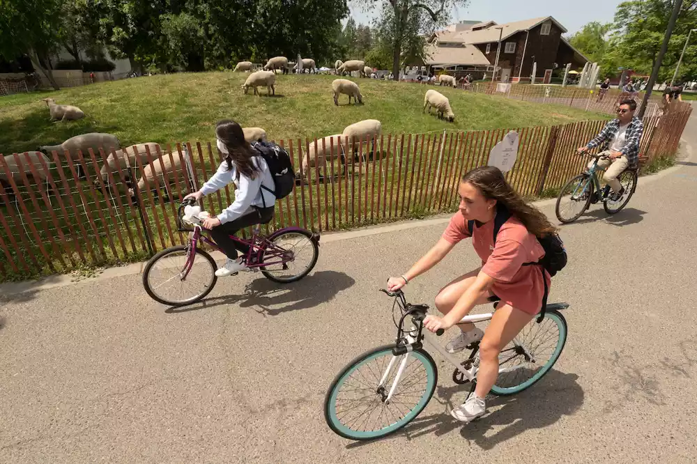 Ovce mogu koristiti urbanim travnjacima i ljudima
