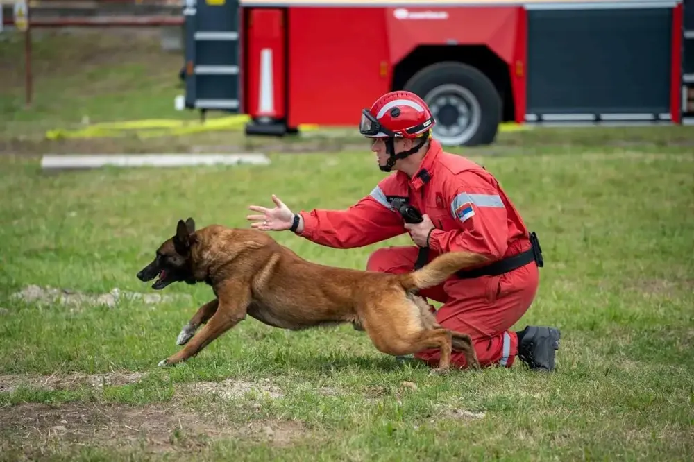 Pas Zigi – ravnopravni član srpskog tima u Turskoj, spasio još jedan život