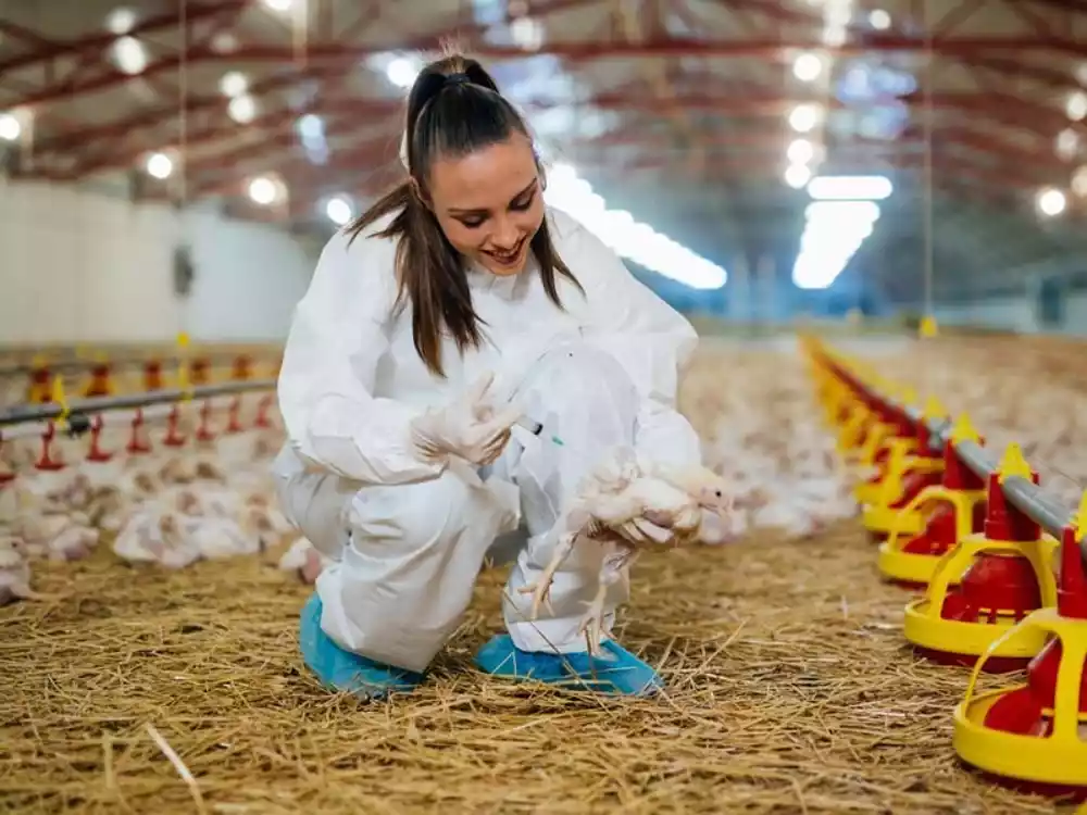 SAD će testirati vakcine na živini kao način suzbijanja izbijanja ptičijeg gripa