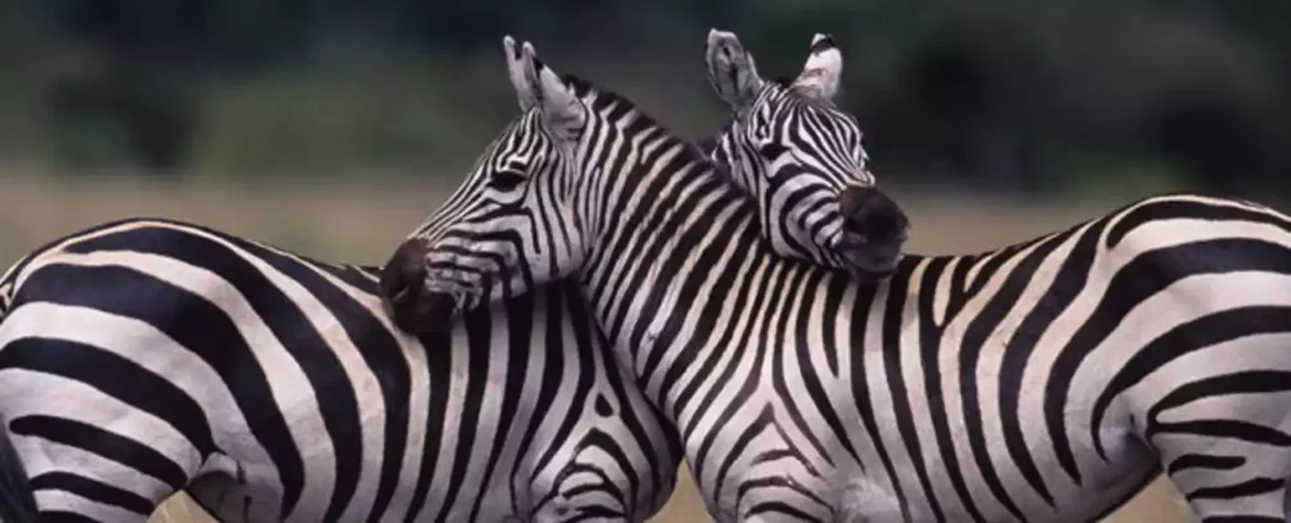 Zašto su zebrine pruge tako efikasne