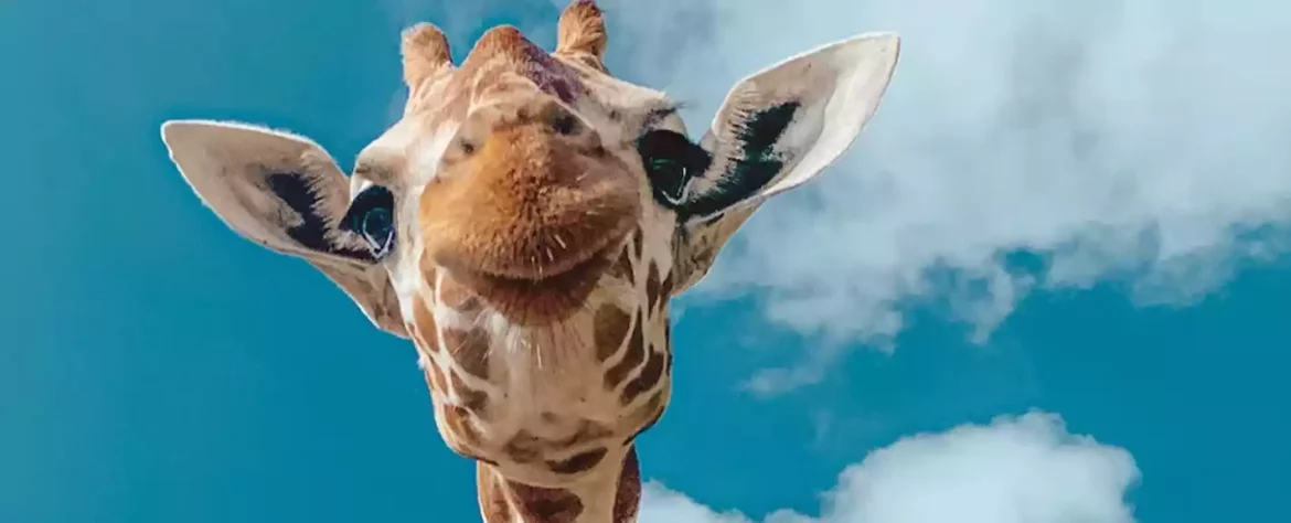 Seksualni životi žirafa su čudniji nego što smo ikada mislili