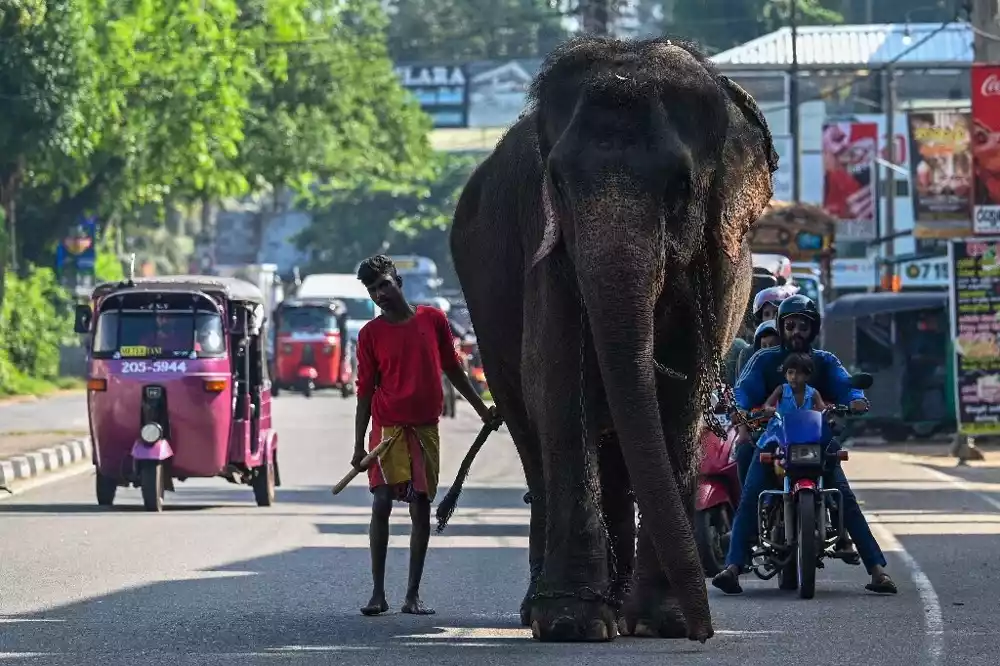 Šri Lanka zabranjuje plastiku za jednokratnu upotrebu kako bi spasila slonove