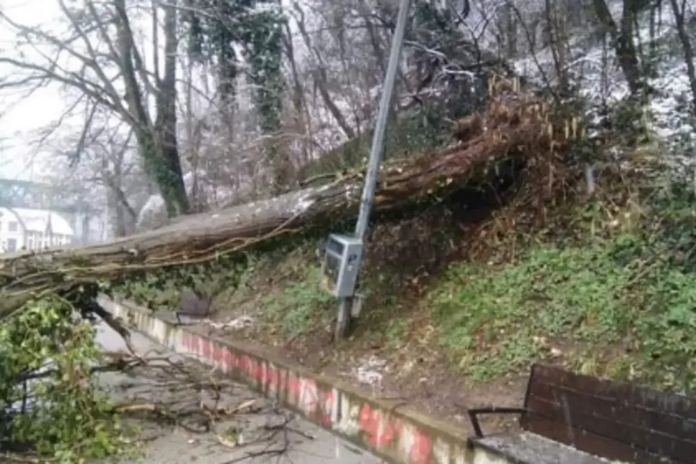 Stablo palo na pešake u Užicu, četiri osobe povređene