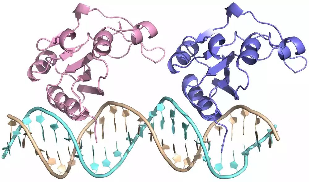 Struktura proteina otkriva kako se pokreće replikacija DNK koja kodira otpornost na antibiotike