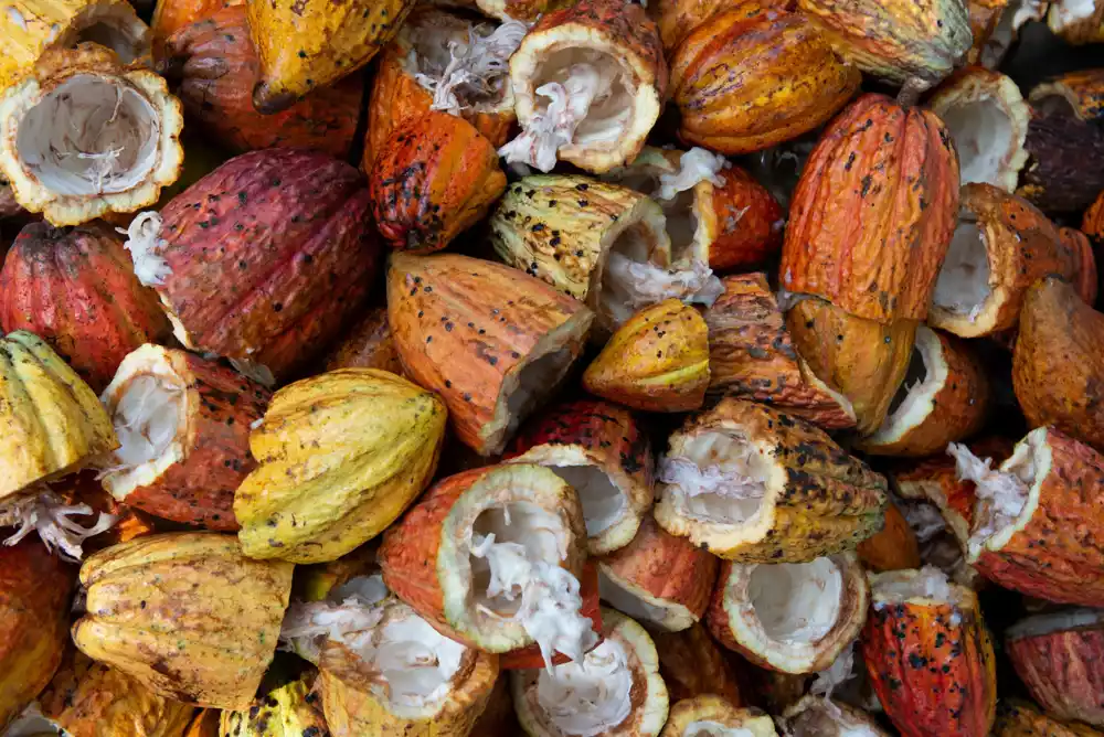 Više od polovine kakaoa najvećeg svetskog proizvođača ne može se pratiti do njegovog porekla