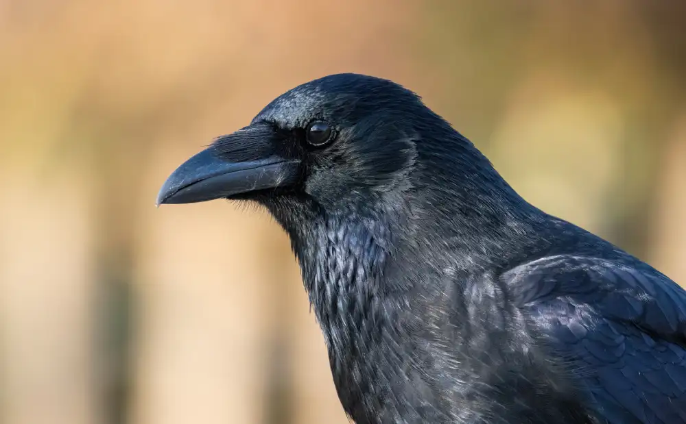 Vrane su samosvesne i „znaju šta znaju“, baš kao i ljudi