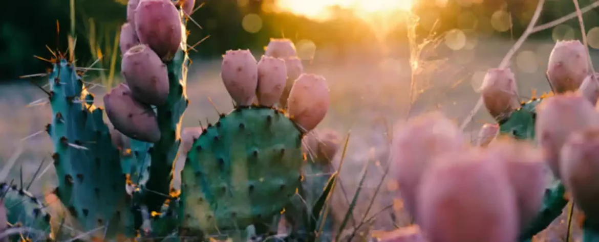 Vrsta kaktusa se brzo širi u neočekivanom regionu sveta