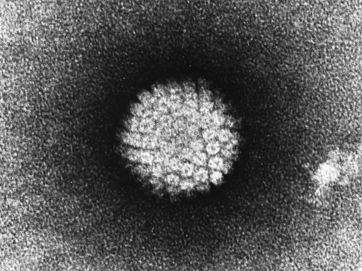 Istraživači identifikuju nove genetske faktore rizika za uporne HPV infekcije