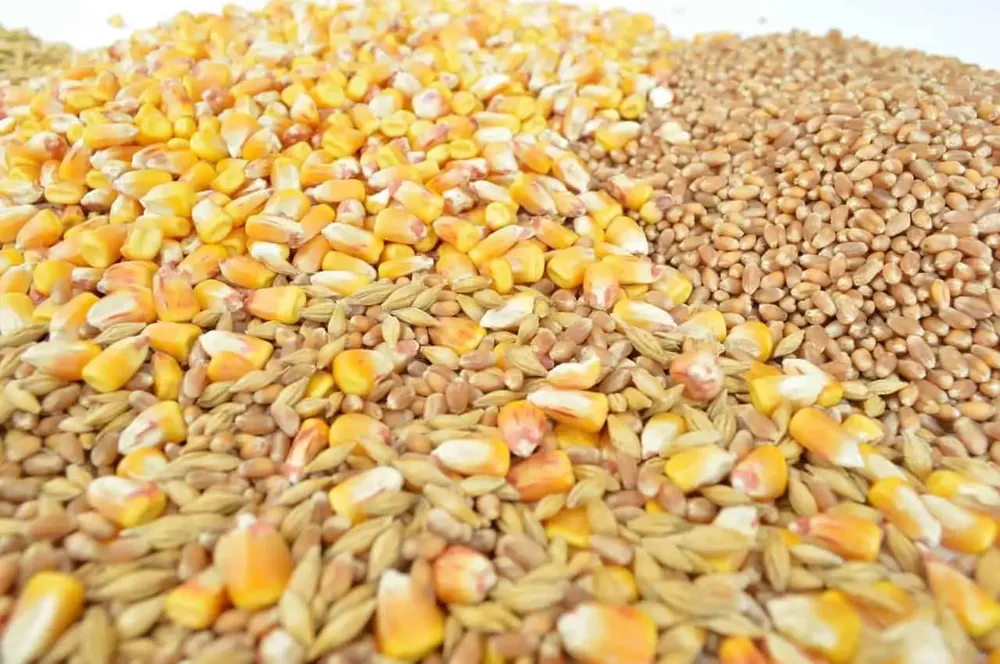 Novosadska berza: Pšenica 29,2 dinara bez pdv-a, kukuruz 29,5