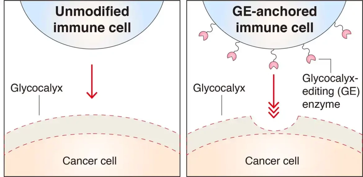 Ćelije raka sa debljom barijerom glikokaliksa bolje izbegavaju imune ćelije