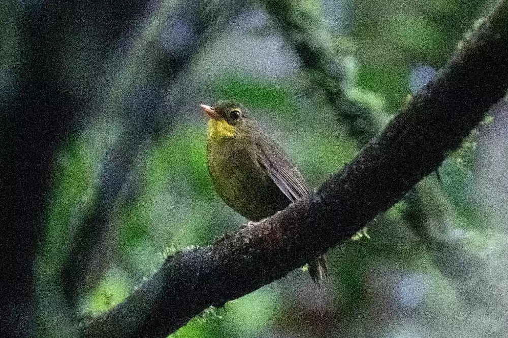 Davno izgubljena ptica pevačica ponovo viđena u divljini
