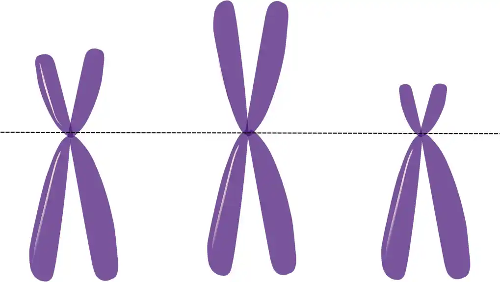 Dodatni gen povezan sa X hromozomom može objasniti smanjenu težinu virusne infekcije kod žena