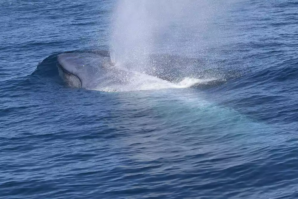 Ishrana i razmnožavanje plavih kitova povezani sa uslovima životne sredine