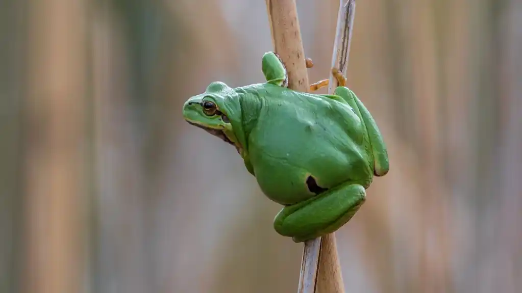 Kako klimatske promene ugrožavaju drvene žabe