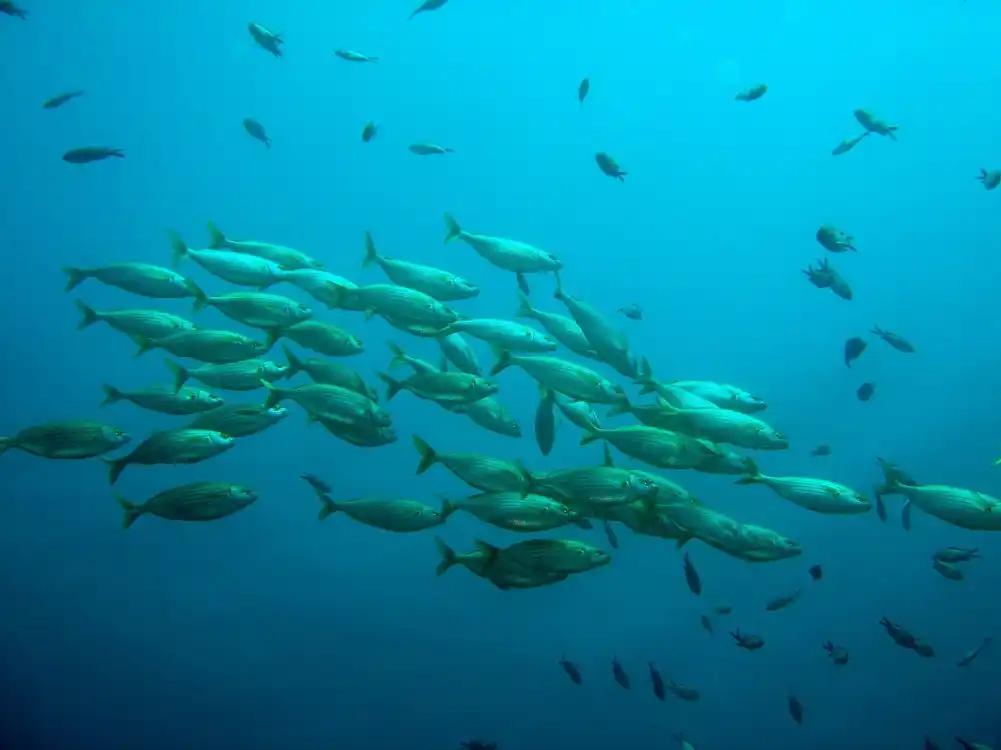 Kako su preci današnjih morskih riba osvajali okeane
