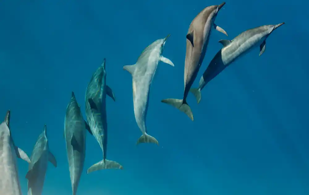 Konopac i plastika ugrožavaju mlade delfine