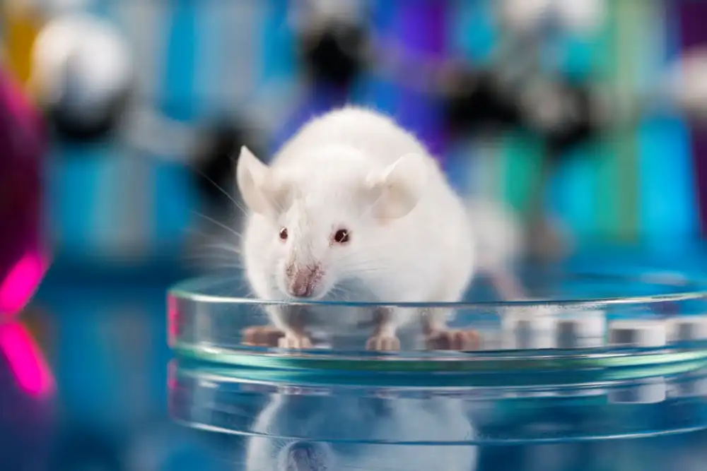 Studija na miševima pokazuje kako ishrana oca može da utiče na zdravlje njegovog potomstva