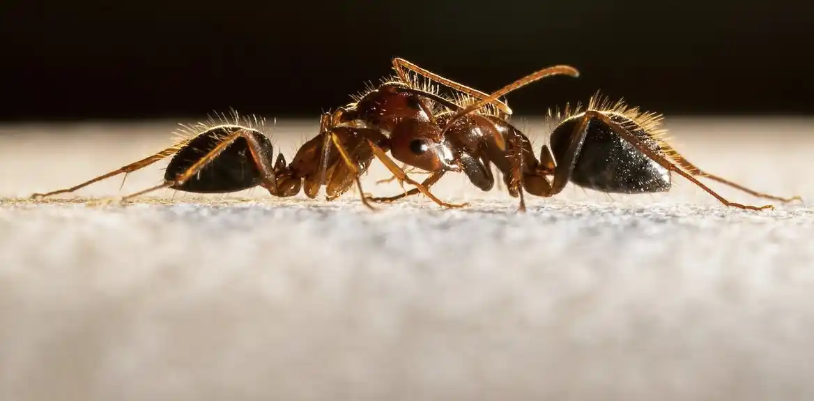 Miris je ključno čulo koje drži mravlje društvo na okupu