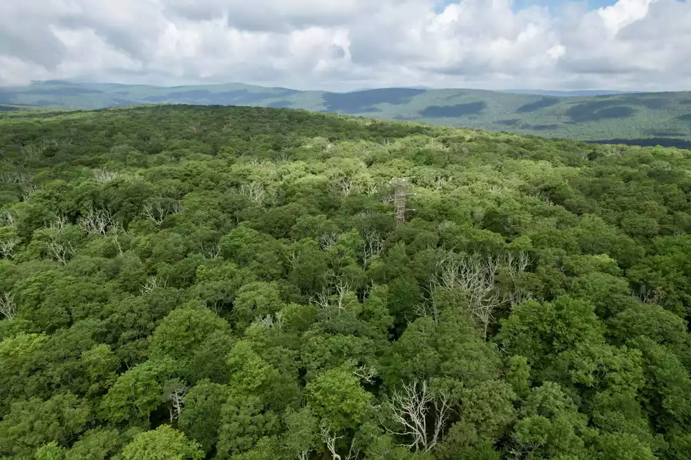 Naučnici otkrivaju da stanice za praćenje kvaliteta vazduha prikupljaju hitno potrebne podatke o biodiverzitetu