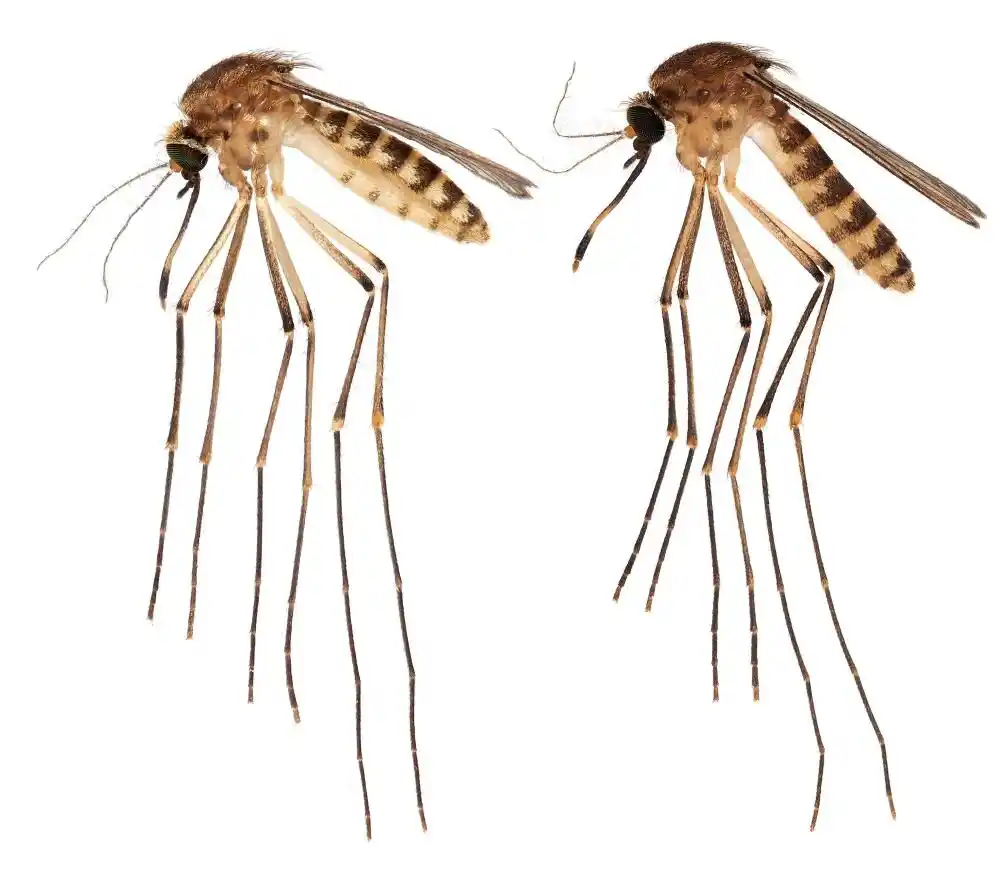Nove vrste komaraca prijavljene na Floridi