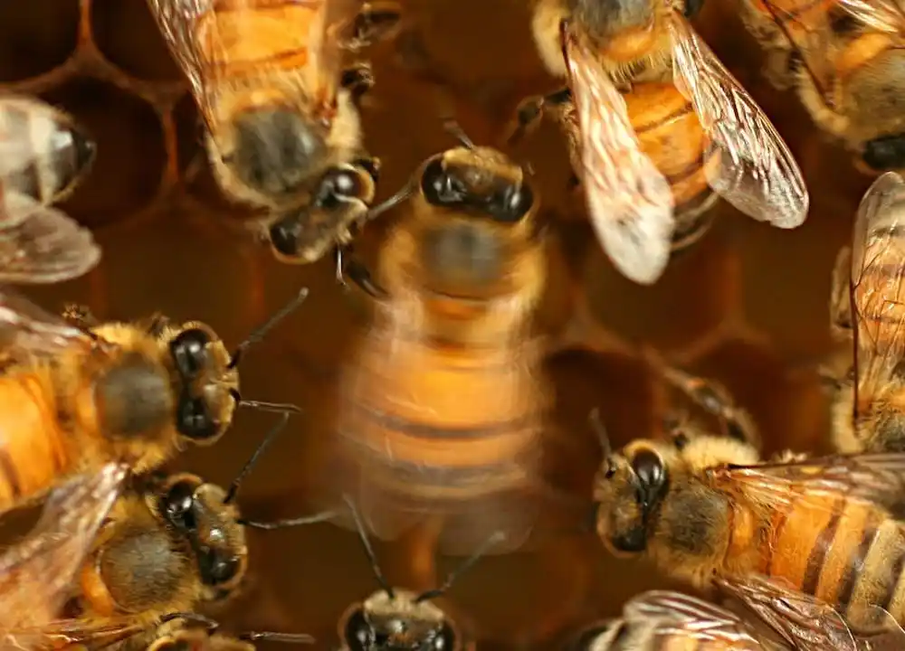 Pčele uče i kulturno prenose svoje komunikacijske veštine