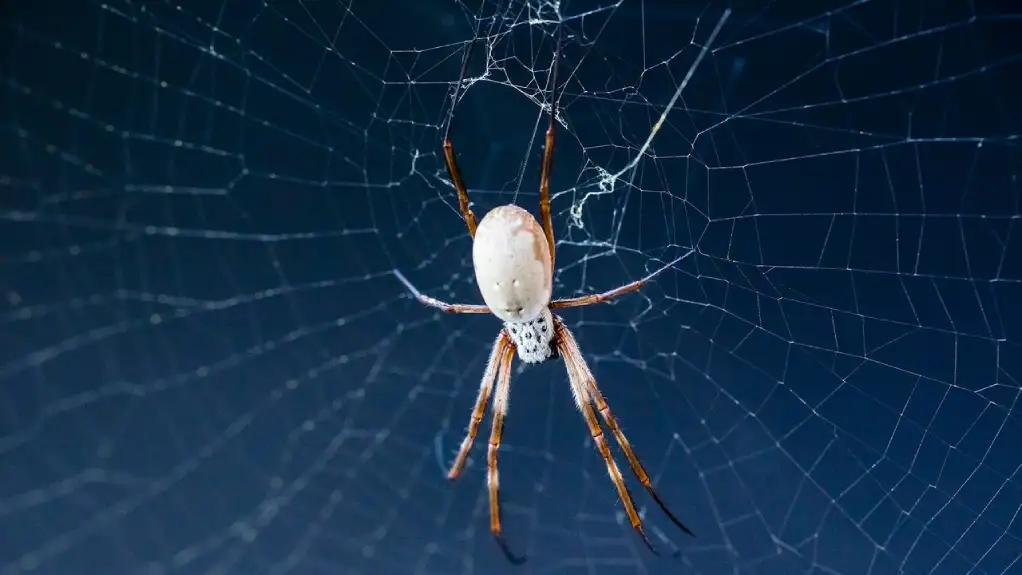Molekularni atlas proizvodnje paukove svile pomaže plasiranju materijala na tržište