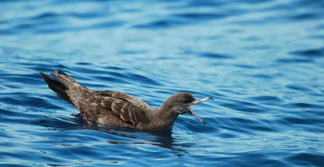 Nova bolest uzrokovana plastikom koja pogađa morske ptice