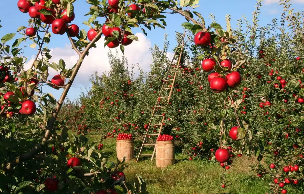 Ugrožen rod voća zbog snaga i niskih temperatura