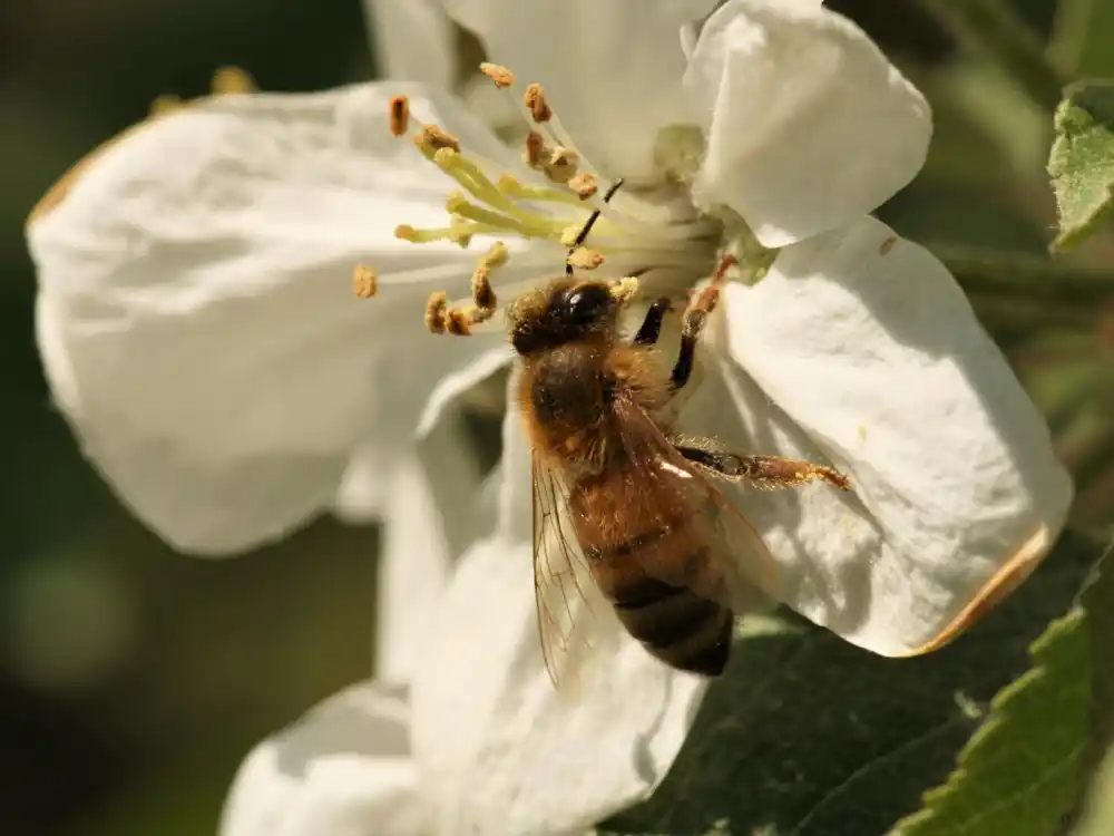 Mapiranje znanja o pčelama može pomoći u očuvanju