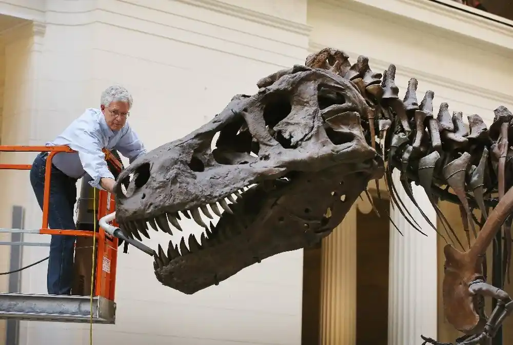 Skelet tiranosaurusa-Reksa na aukciji u Švajcarskoj