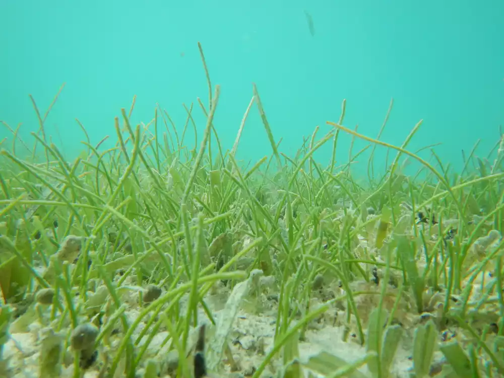 Zašto je morskoj travi potreban prostor