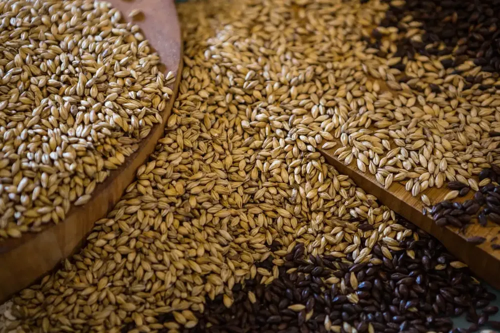 Novosadska berza: Cena pšenice 26 dinara po kilogramu, kukuruza 25,96 dinara