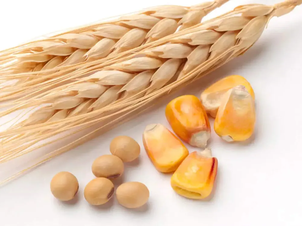 Novosadska berza: Cena pšenice 23,5 dinara, a kukuruza 22 dinara